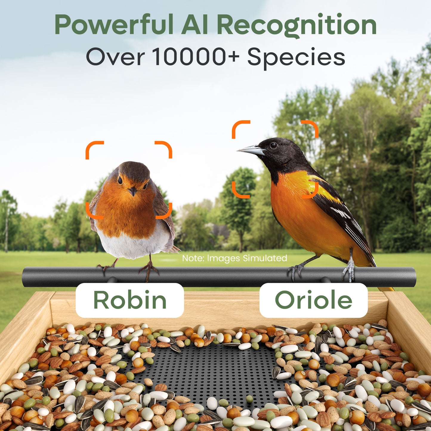 Smart Bird Feeder Camera with AI Bird Identification
